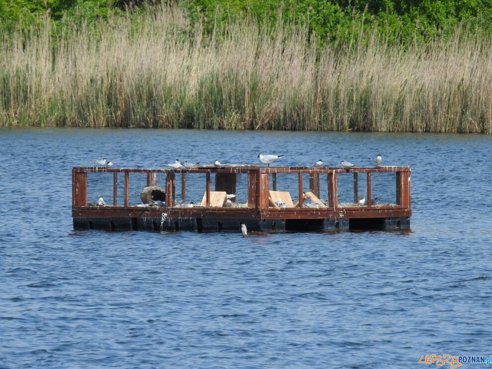 Platforma lęgowa dla rybitw na Szachtach  Foto: materiały prasowe / Rada Osiedla Fabianowo-Kotowo