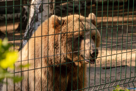 Noc marzeń w poznańskim zoo  Foto: lepszyPOZNAN.pl/Piotr Rychter