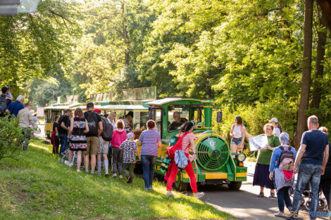 Noc marzeń w poznańskim zoo  Foto: lepszyPOZNAN.pl/Piotr Rychter