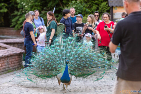 Noc marzeń w poznańskim zoo  Foto: lepszyPOZNAN.pl/Piotr Rychter