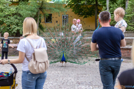 Noc marzeń w poznańskim zoo  Foto: lepszyPOZNAN.pl/Piotr Rychter