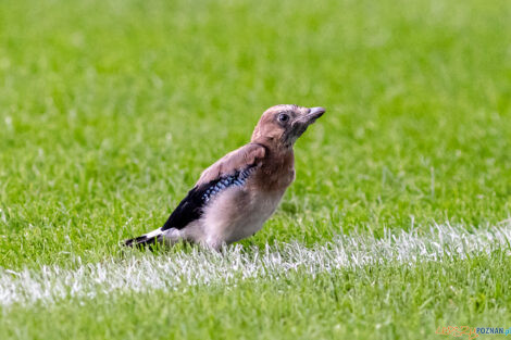 KKS Lech Poznań - Karabach Agdam  Foto: lepszyPOZNAN.PL/Piotr Rychter