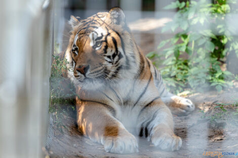 Wizyta Jurka Owsiaka w Zoo  Foto: lepszyPOZNAN.pl/Piotr Rychter