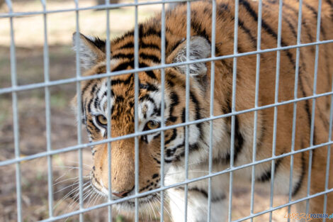 Wizyta Jurka Owsiaka w Zoo  Foto: lepszyPOZNAN.pl/Piotr Rychter