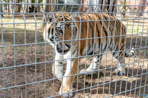 Wizyta Jurka Owsiaka w Zoo  Foto: lepszyPOZNAN.PL/Piotr Rychter