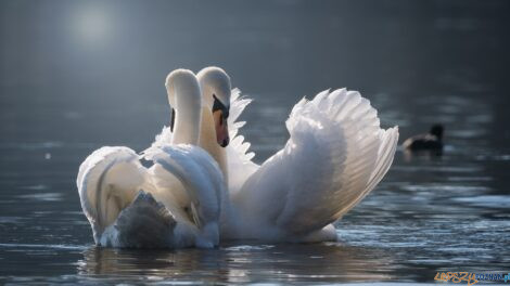 Łabędź miłość!  Foto: pixabay