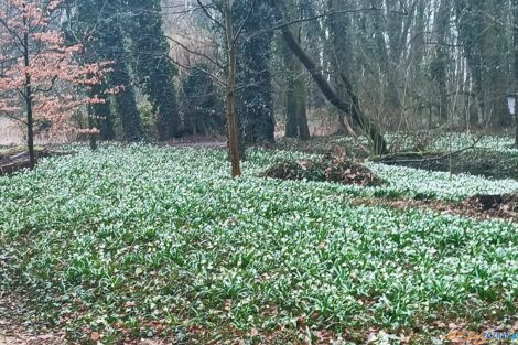 Śnieżyce w Turwii  Foto: materiały prasowe / ICHB PAN