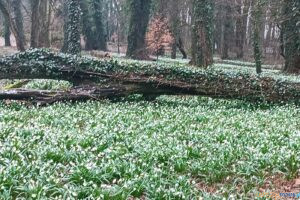 Śnieżyce w Turwii  Foto: materiały prasowe / ICHB PAN