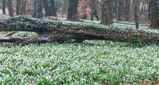 Śnieżyce w Turwii  Foto: materiały prasowe / ICHB PAN
