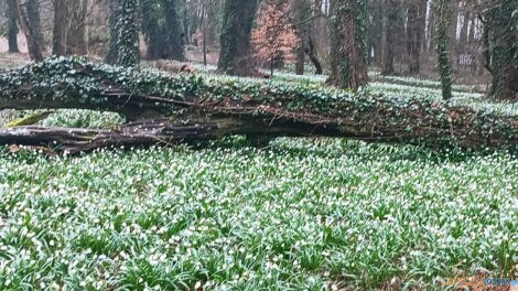 Śnieżyce w Turwii  Foto: materiały prasowe / ICHB PAN
