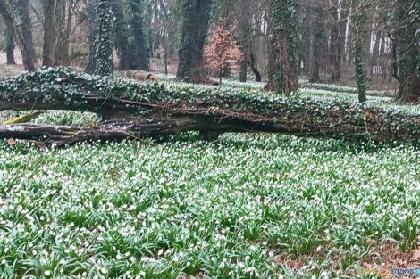 Śnieżyce w Turwii  Foto: materiały prasowe / ICHB PAN