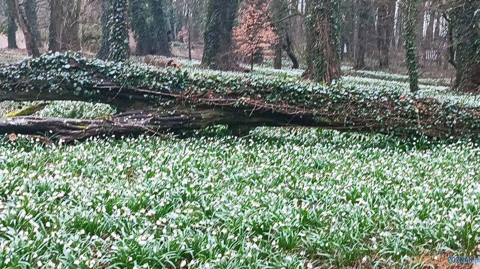 Śnieżyce w Turwii  Foto: materiały prasowe / ICHB PAN