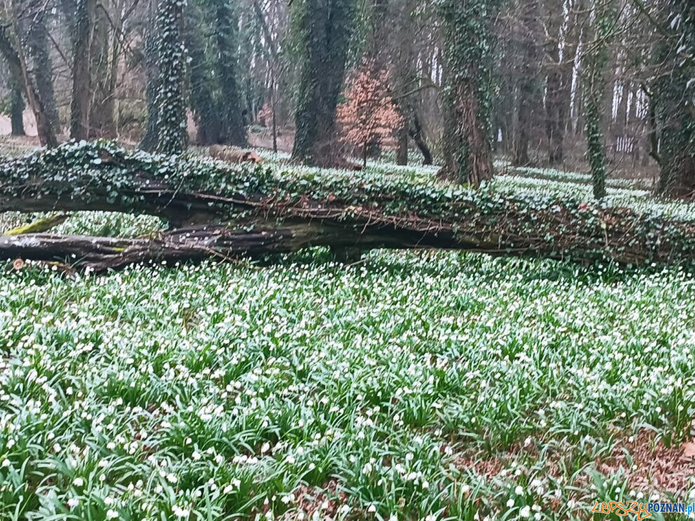 Śnieżyce w Turwii  Foto: materiały prasowe / ICHB PAN