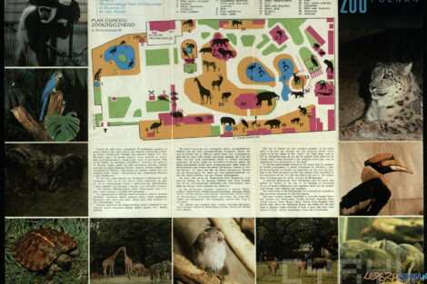 ZOO plan 1987 graf Jan Olejniczak  Foto: grafika Jan Olejniczak / Cyryl