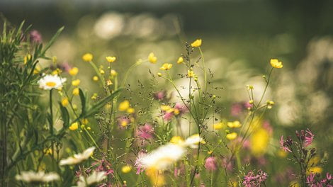 Łąka kwiaty  Foto: Kristine Cinate