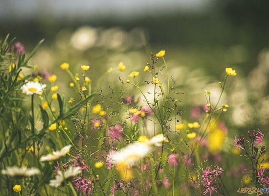 Łąka kwiaty  Foto: Kristine Cinate