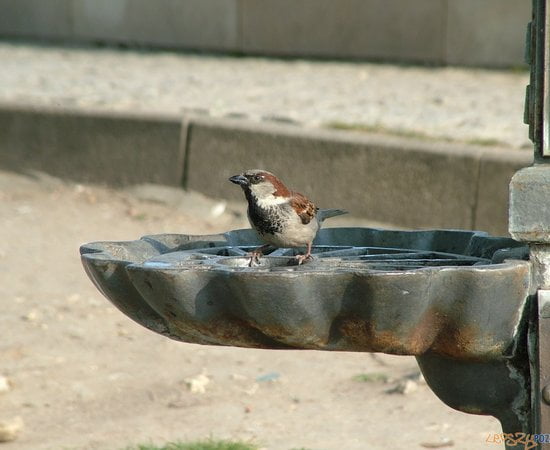Wróbel domowy przy zabytkowej pompie  Foto: Uniwersytet Przyrodniczy / materiały prasowe