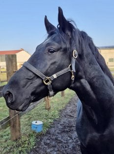 Funkcjonariusz Flex na służbie  Foto: Policja Konna Poznań
