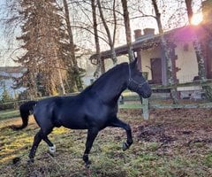 Funkcjonariusz Flex na służbie  Foto: Policja Konna Poznań