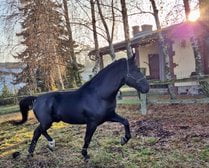 Funkcjonariusz Flex na służbie Foto: Policja Konna Poznań Funkcjonariusz Flex na służbie Foto: Policja Konna Poznań