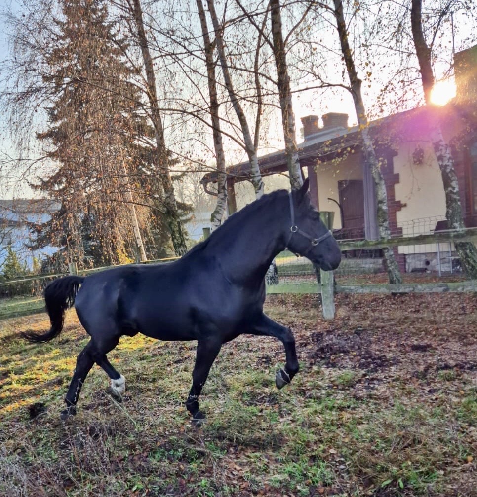 Funkcjonariusz Flex na służbie  Foto: Policja Konna Poznań