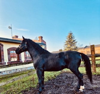 Funkcjonariusz Flex na służbie  Foto: Policja Konna Poznań