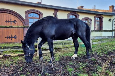 Funkcjonariusz Flex na służbie  Foto: Policja Konna Poznań