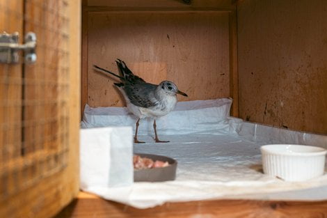 Dziki SOR (1) Foto: Dziki SOR (1) Foto: