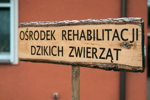 Dziki SOR (2) Foto: UMP Dziki SOR (2) Foto: UMP