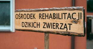 Dziki SOR (2) Foto: UMP Dziki SOR (2) Foto: UMP