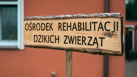 Dziki SOR  (2)  Foto: UMP 