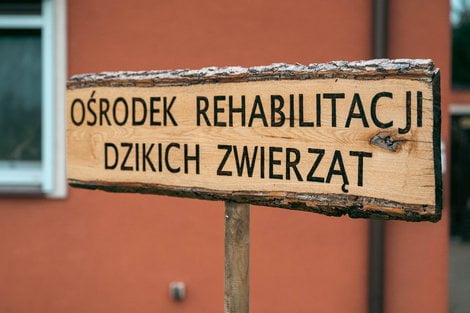 Dziki SOR (2) Foto: UMP Dziki SOR (2) Foto: UMP