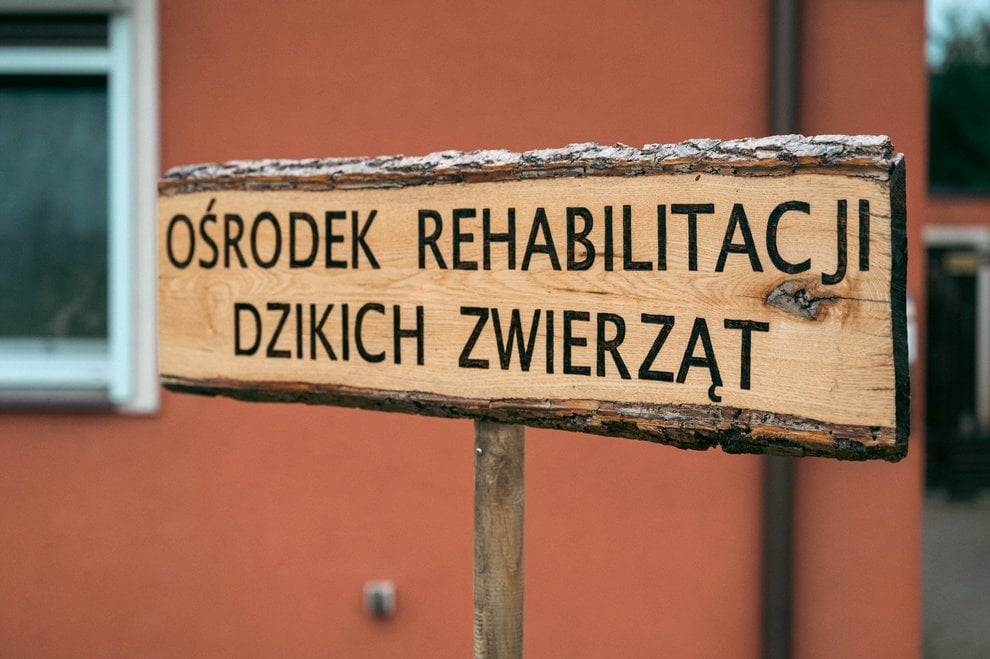 Dziki SOR (2) Foto: UMP Dziki SOR (2) Foto: UMP